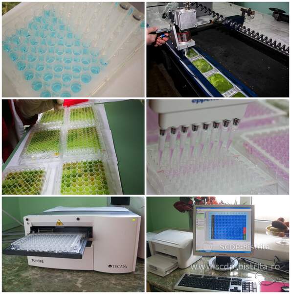 foto-diagnostic-si-diferentiere-serologica-si-moleculara-16