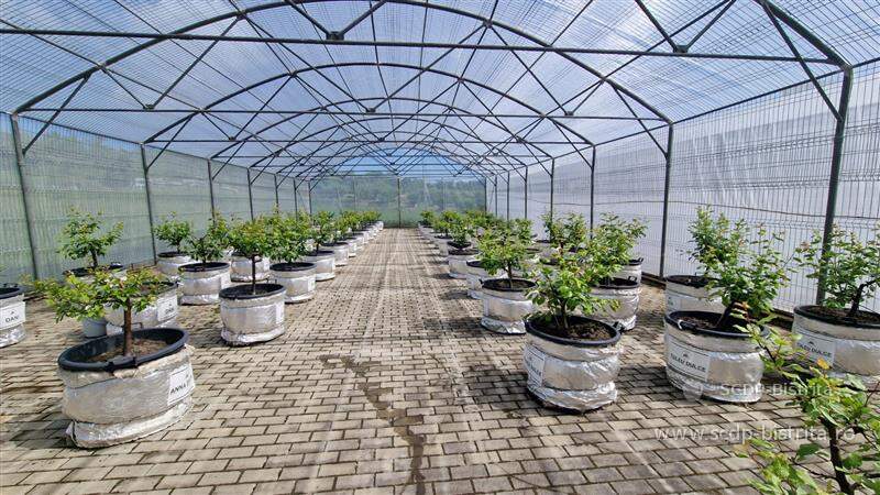 foto-plante-biodepozitar-2