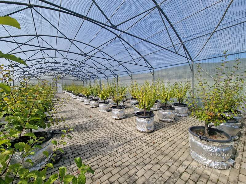 foto-plante-biodepozitar-3