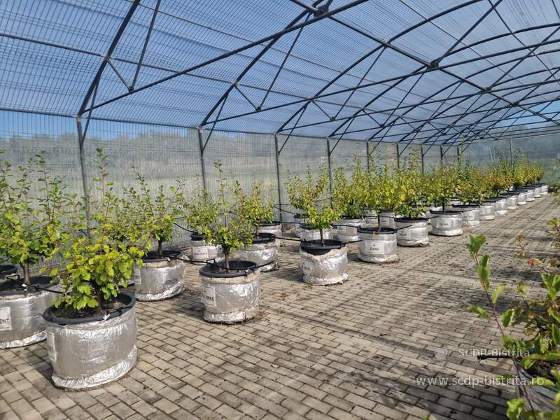foto-plante-biodepozitar-4