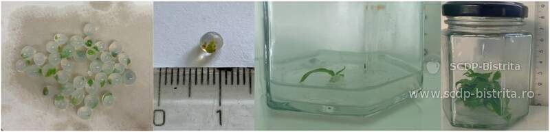 in-vitro-2