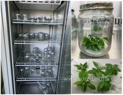 in-vitro-3