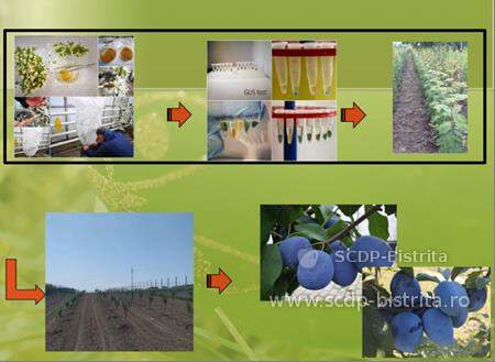 transgenic-1